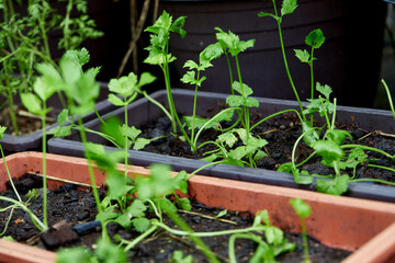 Close-up view of tiny green leaves of coriander in organic farm