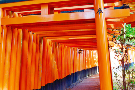 156 Best Senbon Torii Images Stock Photos Vectors Adobe Stock