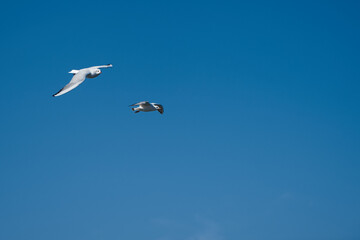 Image of seabirds. Image of seagulls.