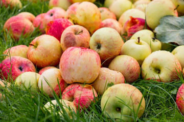 Naklejka na ściany i meble apples ripen on the grass under the apple tree, sweet fruit harvest