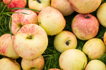 apples ripen on the grass under the apple tree, sweet fruit harvest