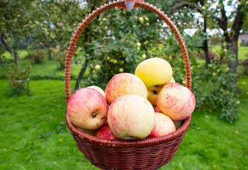 ripe apples in a basket on the grass under the apple tree, sweet fruit harvest