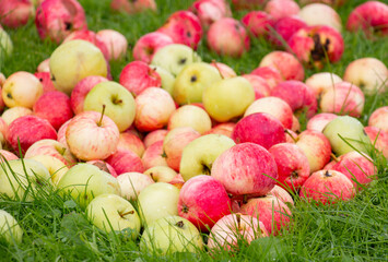 green red apples ripen on the grass under the apple tree, sweet fruit crop covered with dew