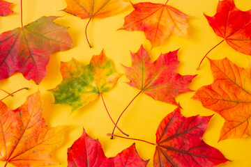 maple leaves brightly colorful in autumn on yellow background