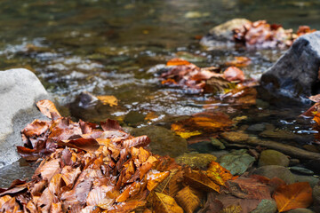 Yellow autumn leaves in the clear water of a mountain river.