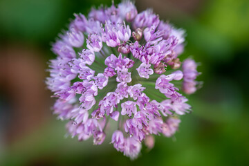 Obraz premium decorative onion blooms beautifully with purple flowers. High quality photo