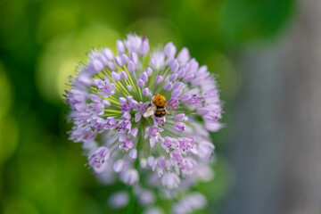 Fototapeta premium a bee sits on a decorative bow. High quality photo