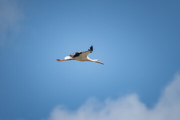 The stork flies beautifully high in the sky.
