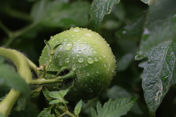 雨上がりの水滴が付く家庭菜園のミニトマト