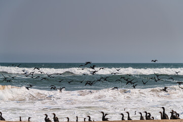 Wild animals in Namibia, Africa. Wild animals in arid regions.