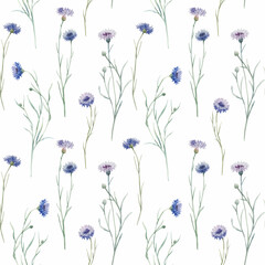 Beautiful vector seamless floral pattern with hand drawn watercolor gentle wild field flowers cornflower. Stock illuistration.