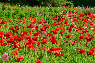 いちめんのポピー
