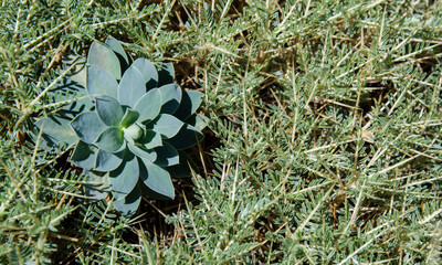 green from high atlas mountain,  in the wild
tichka plat morocco 