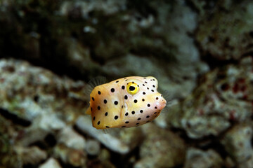 ミナミハコフグの幼魚　ミナミハコフグ