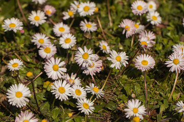 field of white daisies