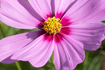 Obraz premium Cute Pink Cosmos Blossom Blooming in A Botanical Garden in The Afternoon, Autumn or Fall, Flower or Flora Image