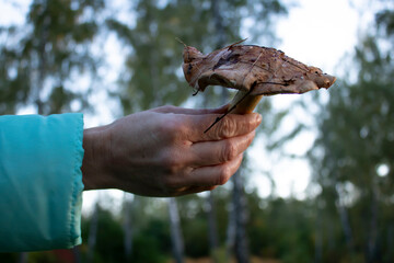 A girl holds a mushroom in her hands against the background of the evening sky.Forest mushrooms in the forest .Mushroom picking in the forest.Quiet hunting.