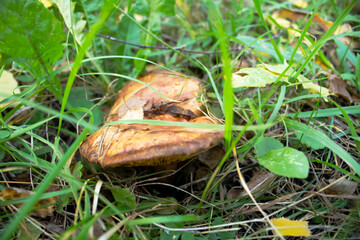 A forest mushroom in the thick green grass.Quiet hunting.Hiking in the forest for mushrooms.Useful and nutritious organisms.