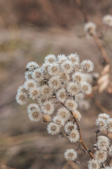 Fluffy dry inflorescence of Jacobaea vulgaris on a blurred dark background on a warm autumn day