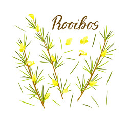 Rooibos herb set on white isolated background. Stem with leaves and flowers. Rooibos tea. Vector cartoon illustration.