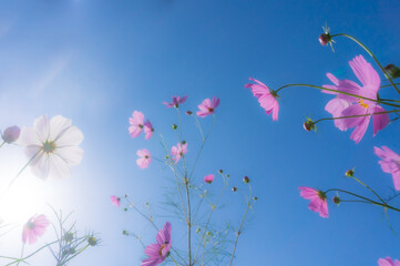 Fototapeta na wymiar 青空の下の薄いピンクのコスモスの花
