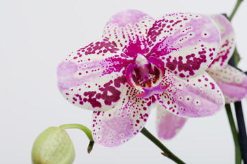 Orchid purple flower
