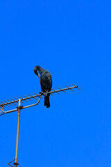 bird on a wire