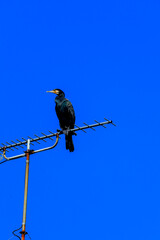 bird on a branch