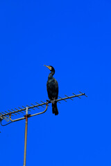 bird on a branch
