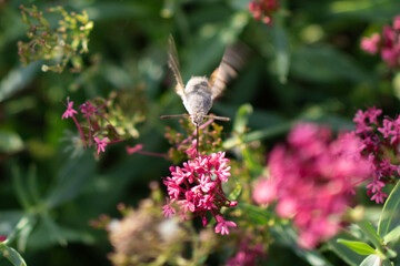 Macroglossum stellatarum hangs near pink flowers