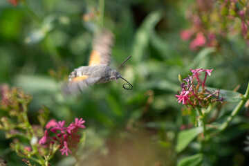 Macroglossum stellatarum hangs near pink flowers