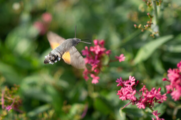 Macroglossum stellatarum hangs near pink flowers