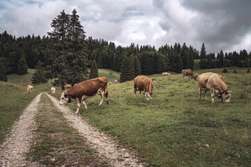 Obraz premium TROUPEAU DE VACHES à L'ALPAGE