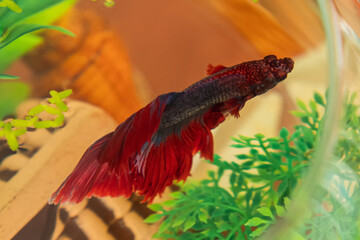 Close-up of the red aquarium fish cockerel. Top view. The concept of pets.