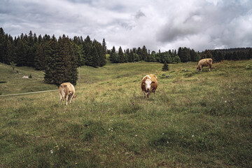 TROUPEAU DE VACHES à L'ALPAGE