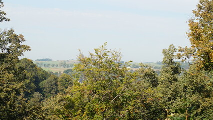 Obraz premium trees in the mountains