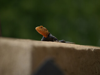African lizard sitting on a wall looking at you, green background and orange, exploring