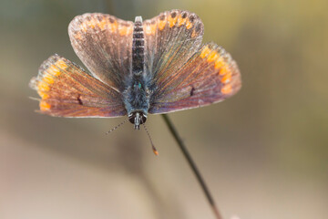 small beautiful brown butterfly head down close-up