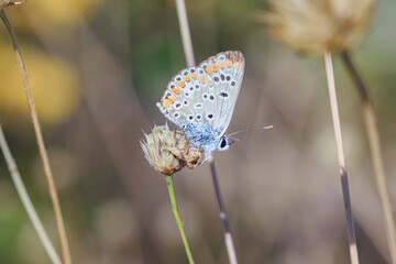 small brown butterfly with spread wings on a stem side view