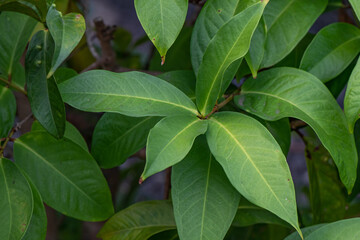 green leaves background Syzygium malaccense