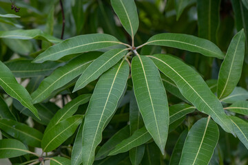close up of leaves mango tree