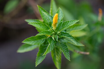 close up of a plant damiana Turnera diffusa