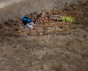 Blue Wren Angled