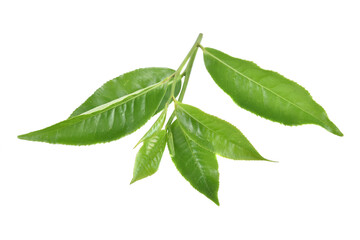 Green tea leaf isolated on white background