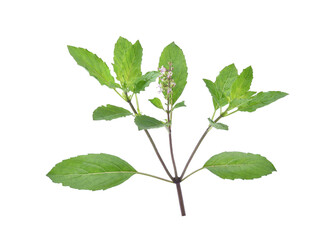 fresh holy basil isolated on a white background