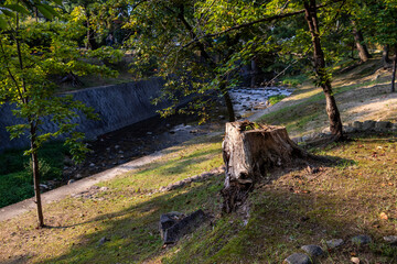 川岸の土手に残された古い切り株