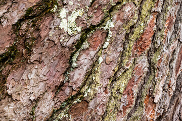 ごつごつした樹皮の質感