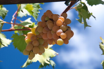 Bunch of grapes on branch against blue sky