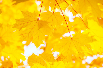 Autumn yellow maple trees on a sunny day. Autumn background