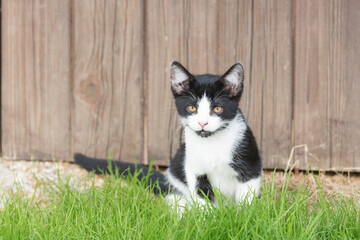 Fototapeta na wymiar Niedliche schwarz weisse junge Katze welche in der Sonne sitzt
